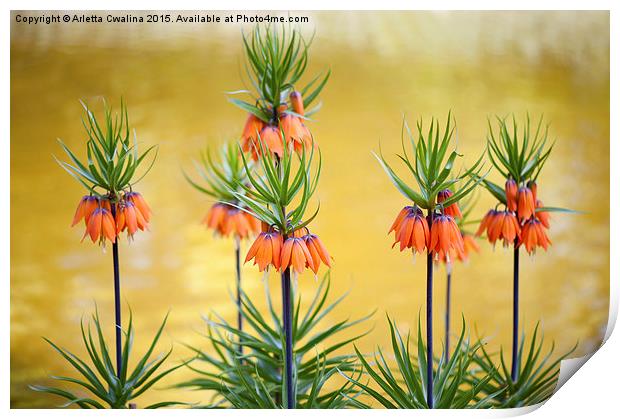 Orange lily flowers Fritillaria imperialis  Print by Arletta Cwalina