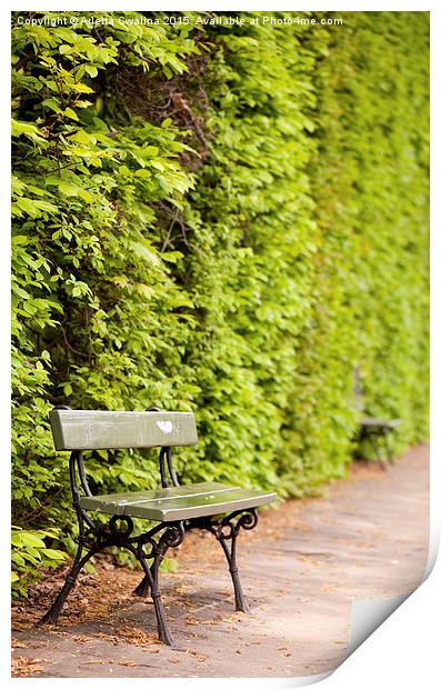 hedgerow and empty bench Print by Arletta Cwalina