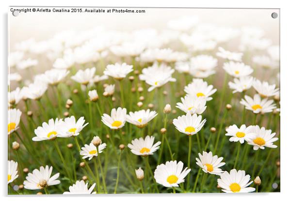 White herb camomiles clump  Acrylic by Arletta Cwalina