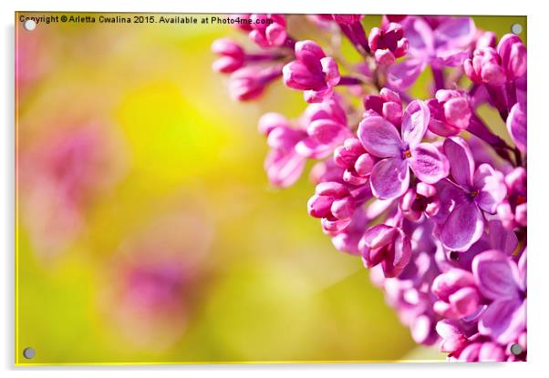 Pink Syringa or lilac flowerets macro  Acrylic by Arletta Cwalina