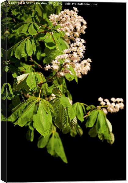 blooming Aesculus tree on black Canvas Print by Arletta Cwalina