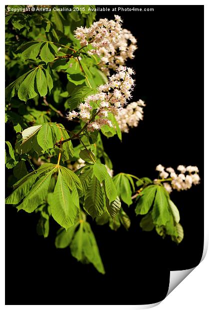blooming Aesculus tree on black Print by Arletta Cwalina