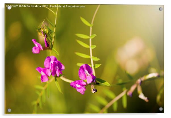 Vicia or Vetch pink flowering in meadow macro  Acrylic by Arletta Cwalina