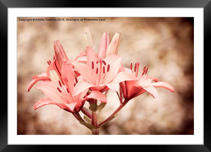 Flowering Lilium sepia Lily Framed Mounted Print by Arletta Cwalina