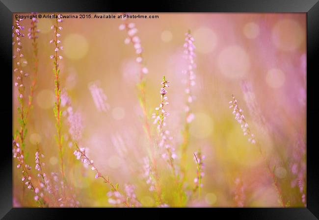 pink heather macro blurred Framed Print by Arletta Cwalina