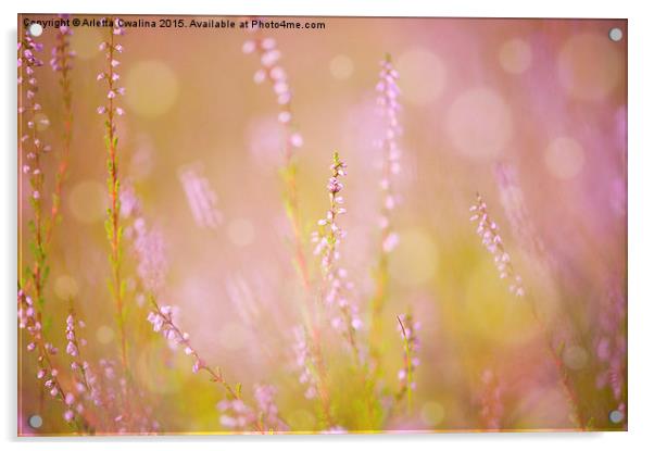 pink heather macro blurred Acrylic by Arletta Cwalina