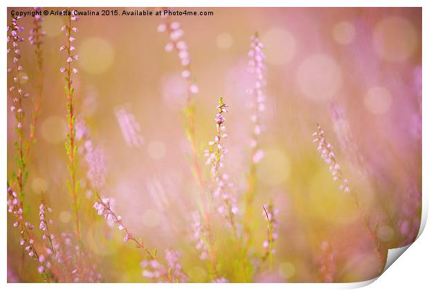 pink heather macro blurred Print by Arletta Cwalina