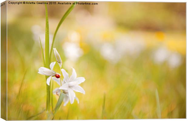 Ornithogalum nutans flower with ladybug  Canvas Print by Arletta Cwalina