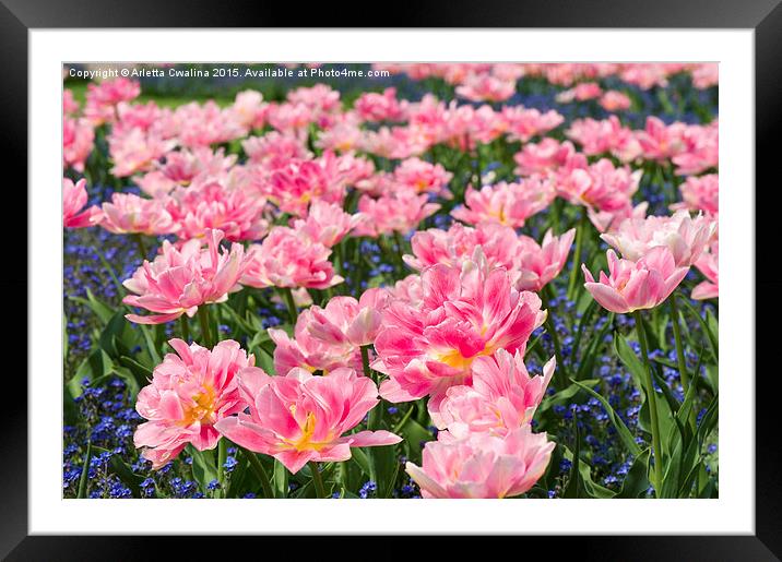 Blue forget me nots pink tulips Framed Mounted Print by Arletta Cwalina