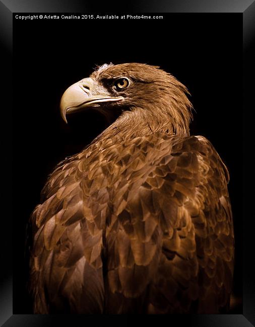 Aquila chrysaetos Golden eagle  Framed Print by Arletta Cwalina