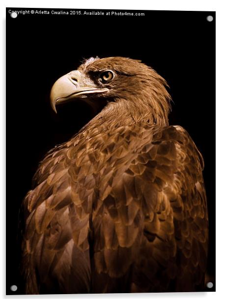 Aquila chrysaetos Golden eagle  Acrylic by Arletta Cwalina