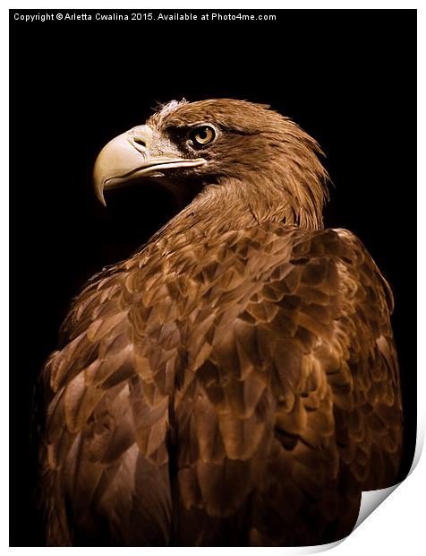Aquila chrysaetos Golden eagle  Print by Arletta Cwalina