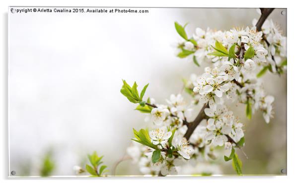 Blooming Cerasus cherry tree Acrylic by Arletta Cwalina
