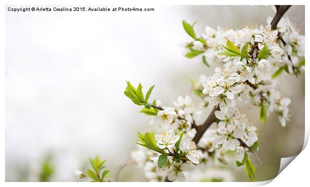 Blooming Cerasus cherry tree Print by Arletta Cwalina