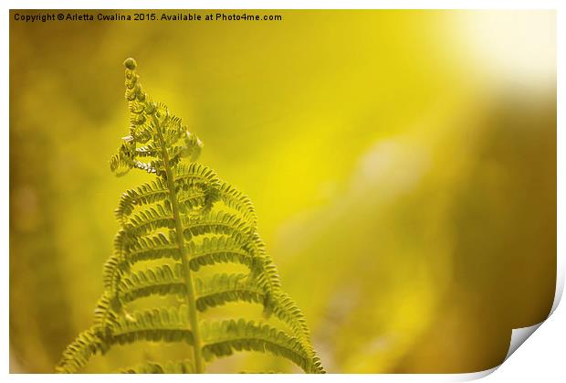 Dryopteris called wood fern leaf and sunbeam  Print by Arletta Cwalina