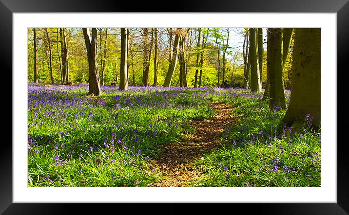 Chalet Bluebell Woods Framed Mounted Print by David French