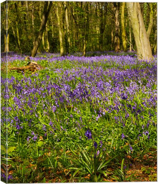 Chalet Bluebell Woods Canvas Print by David French