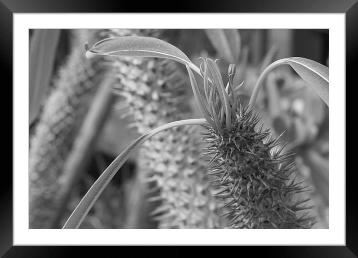  Strange Plant Framed Mounted Print by Paul Williams