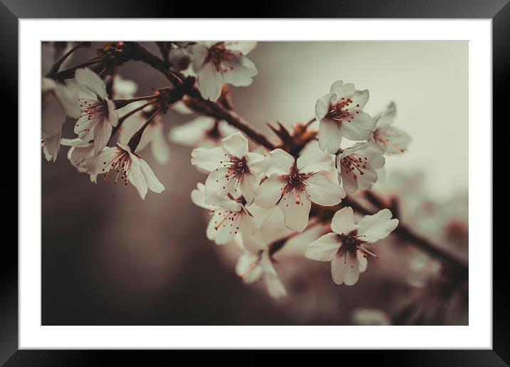  Last Spring Framed Mounted Print by Jenny Rainbow