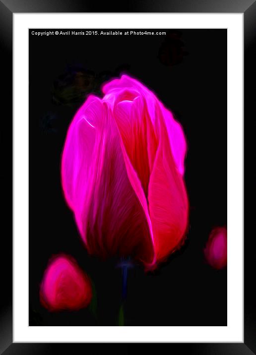  Purple Tulip  Framed Mounted Print by Avril Harris