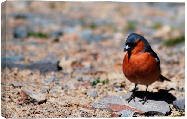  chaffinch bird Canvas Print by amy copp