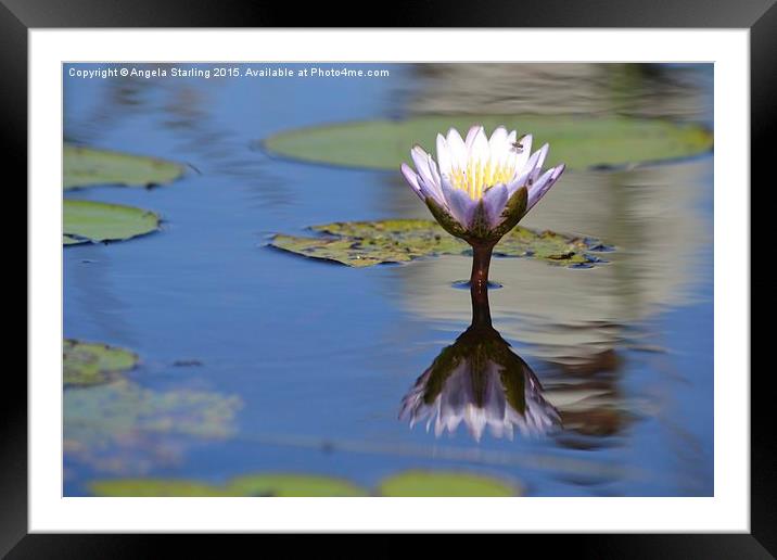  African Water Lily Framed Mounted Print by Angela Starling