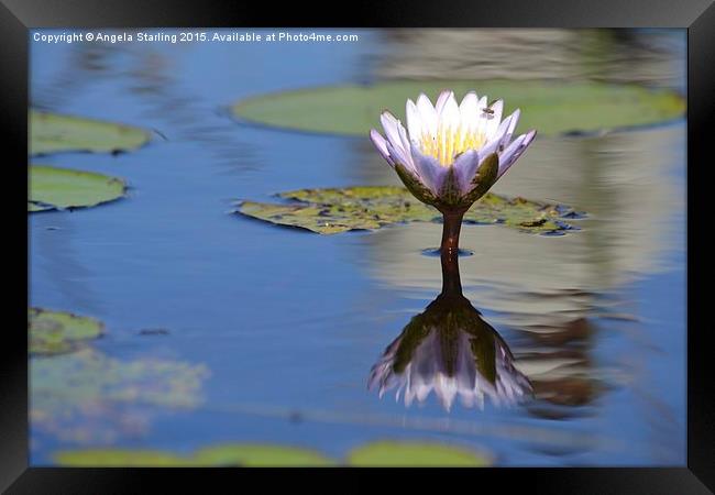  African Water Lily Framed Print by Angela Starling