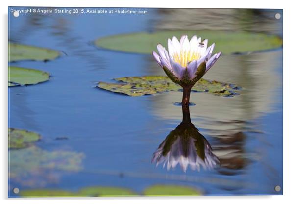  African Water Lily Acrylic by Angela Starling