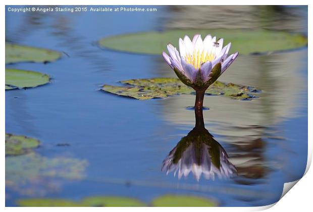  African Water Lily Print by Angela Starling