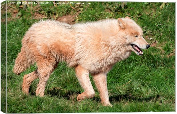  Artic Wolf Canvas Print by shawn bullock