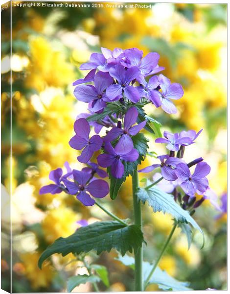  Purple Honesty and yellow Kerria Japonica Canvas Print by Elizabeth Debenham