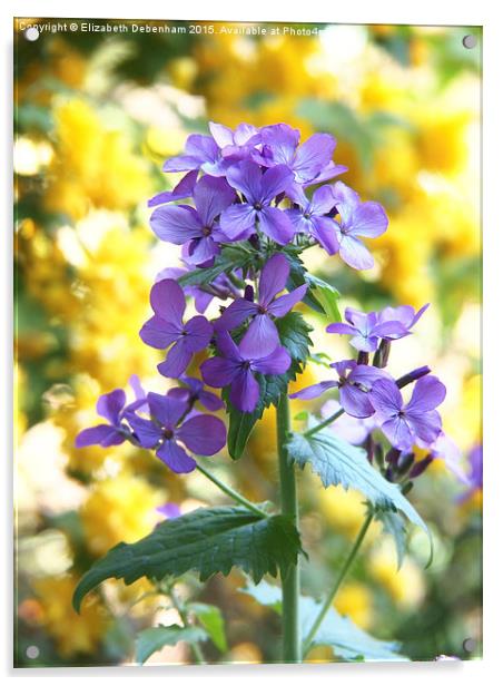  Purple Honesty and yellow Kerria Japonica Acrylic by Elizabeth Debenham