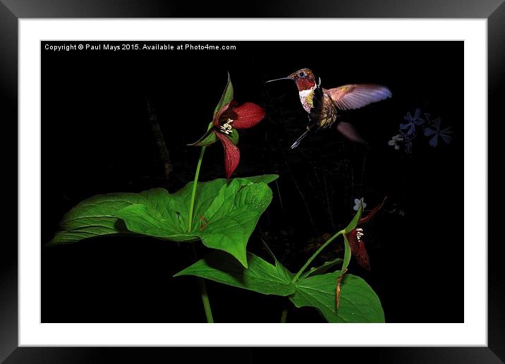  Ruby Throat & Red Trillium  Framed Mounted Print by Paul Mays