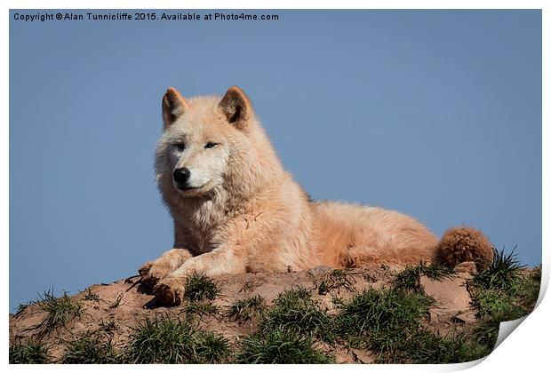  Arctic wolf Print by Alan Tunnicliffe