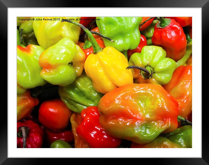 Scotch Bonnet Chilli Peppers Framed Mounted Print by Juha Remes