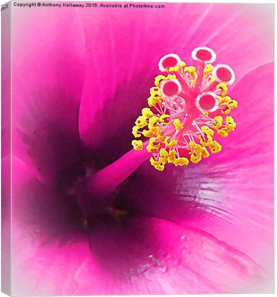 LILAC HIBISCUS Canvas Print by Anthony Kellaway