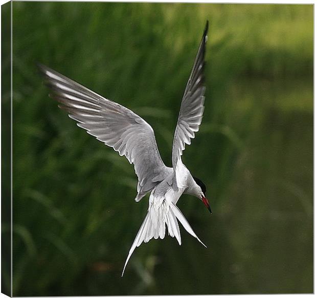 The Common Tern Canvas Print by Trevor White