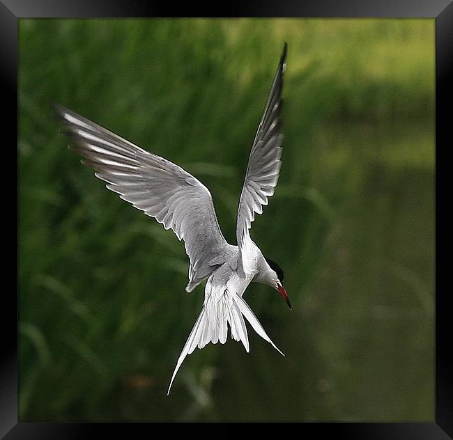 The Common Tern Framed Print by Trevor White