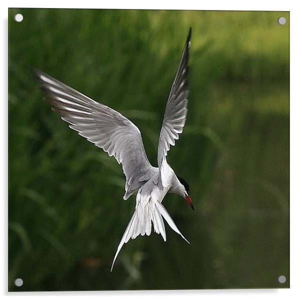 The Common Tern Acrylic by Trevor White