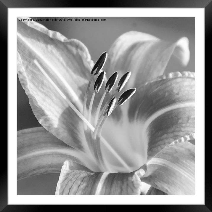  Black and White Tiger Lily Framed Mounted Print by Judy Hall-Folde