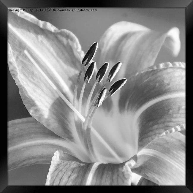  Black and White Tiger Lily Framed Print by Judy Hall-Folde