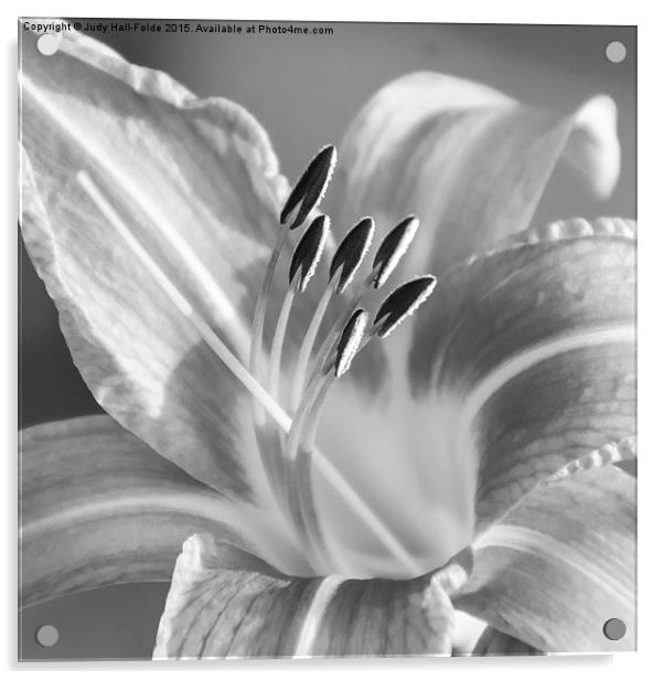  Black and White Tiger Lily Acrylic by Judy Hall-Folde