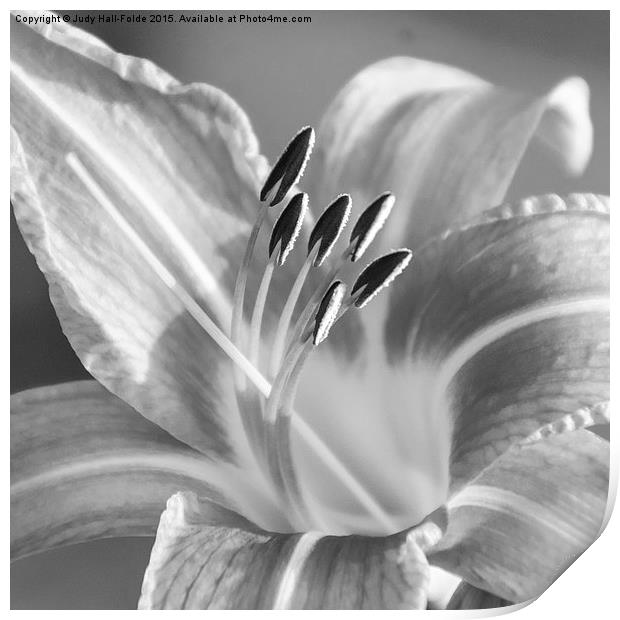  Black and White Tiger Lily Print by Judy Hall-Folde