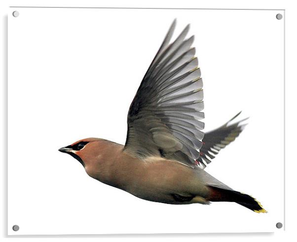 Flight Of The Waxwing Acrylic by Trevor White