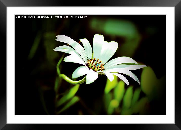  Little White Flower Framed Mounted Print by Ade Robbins