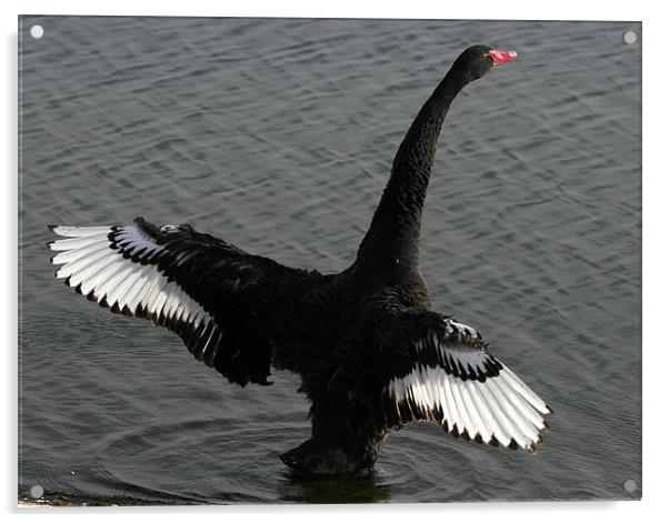 The Black Swan Acrylic by Trevor White