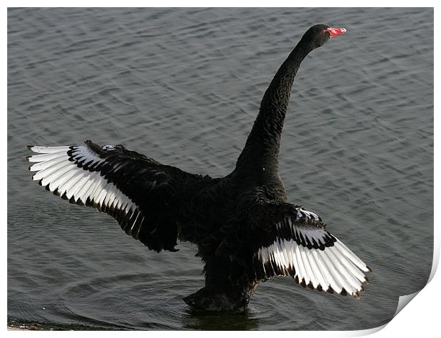 The Black Swan Print by Trevor White