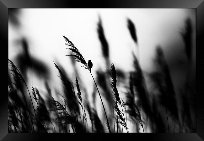 In the long grass  Framed Print by Jed Pearson