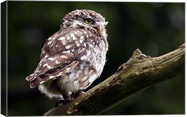 The Little Owl Canvas Print by Trevor White