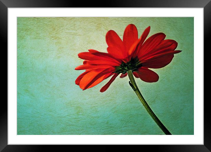  Red daisy Framed Mounted Print by Nadeesha Jayamanne